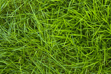 Frisches Gras