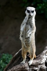 Obraz premium Cute Meerkat (Suricate) on guard duty