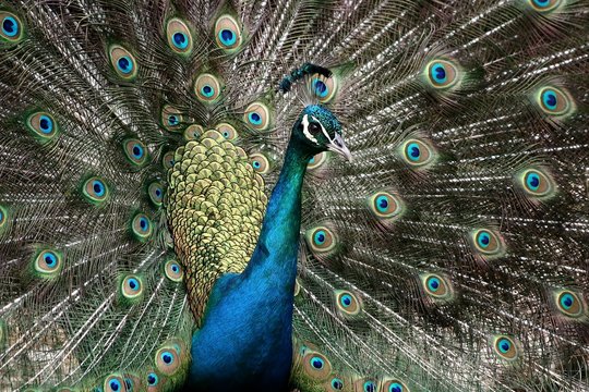 Fototapeta An amazingly beautiful and proud peacock displaying to its mate