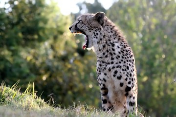Cheetah with wide open mouth baring teeth