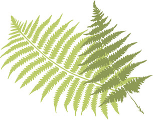 fern leaves © beaubelle