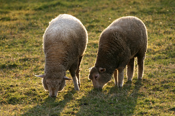 Twins - sheep