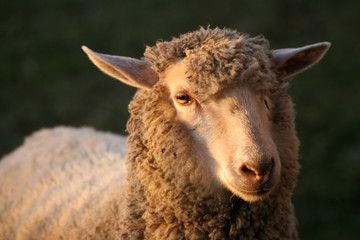 Close-up of sheep in shine of sunset