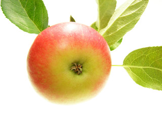 red delicious apple
