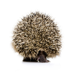 hedgehog (1 months)