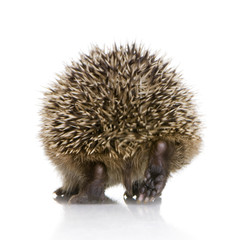 hedgehog (1 months)