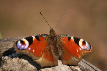 Fototapeta na wymiar Close-up of butterfly Nymphalis io
