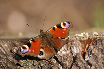 Close-up of butterfly Nymphalis io
