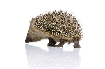 hedgehog (1 months)