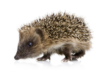 hedgehog (1 months)