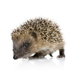 hedgehog (1 mounths)
