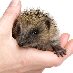hedgehog (1 mounths)