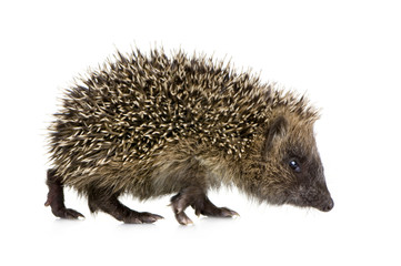 hedgehog (1 months)