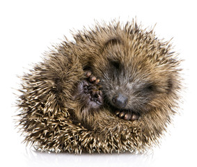 Image of hedgehog (1 months) printed on Printed Glass Basin Splashbacks