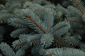 branch blue spruce