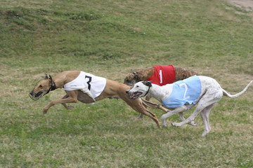 Greyhounds racing