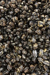 Muschelteppich