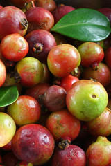 Guava (vertical)
