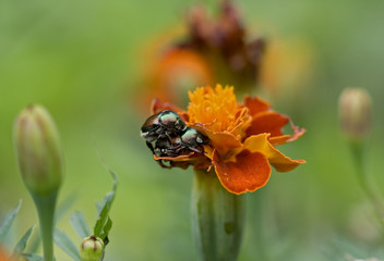Beetle mating on an orange flower