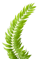 Stem of fern leaves isolated on white background