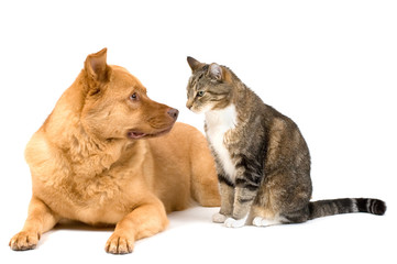 Dog and cat on white background - 4367386