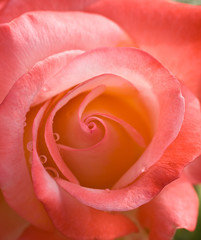 Obraz na płótnie Canvas Rose closeup