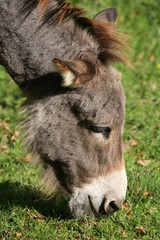 Fototapeta premium Esel