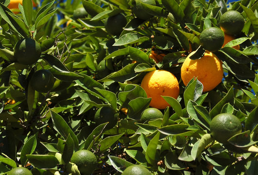 orange-tree