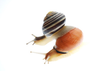 snail