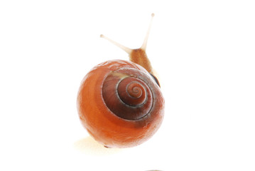 snail