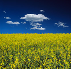 Obraz premium Canola Field and Blue Sky with Clouds