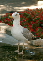Seagull