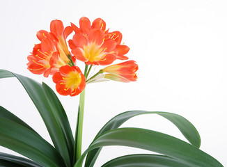 clivia 5