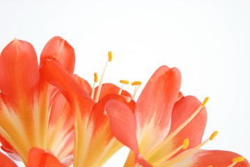 clivia 3