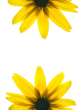 Floral frame of two sides of yellow flower 