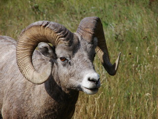 Big Horn Sheep (Ovis canadensis)