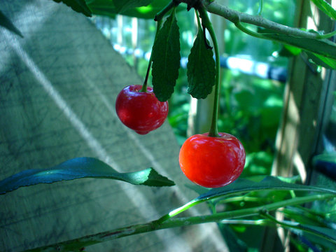 Cherry