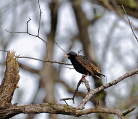 European Starling