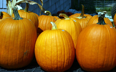 haloween