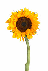 Obraz premium Single sunflower isolated on white