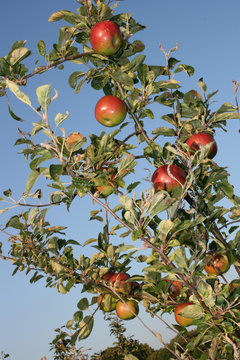 Kentish Apples Ripe For Picking From Below