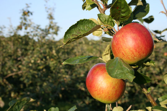 Two Apples Ready For Picking In Kent