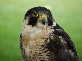 Peregrine Falcon (Falco peregrinus) 