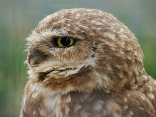 Obraz premium Burrowing Owl (athene cunicularia) Close-up Endangered Species