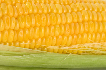 Corn Texture