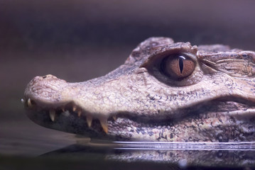 dwarf caiman