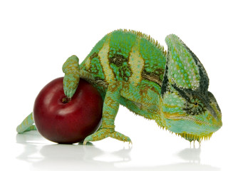 chameleon © arnowssr