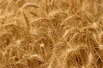 agriculture culture du blé
