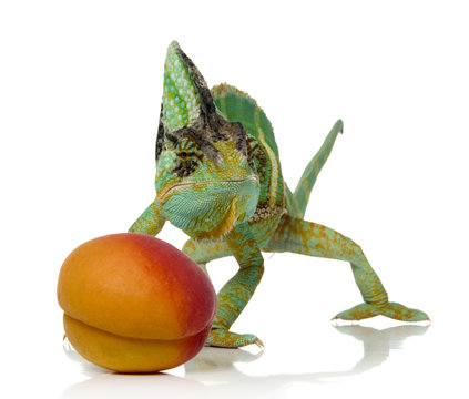 chameleon and apricot