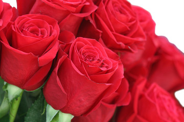 Red roses. A flower background.